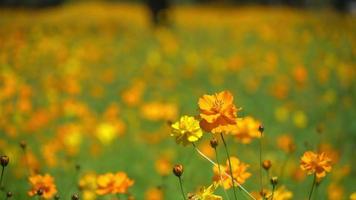 beautiful yellow cosmos flower field.. video