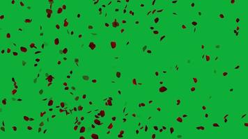 Rose petals flying animation in green screen background, Petals for valentine's day and wedding background video