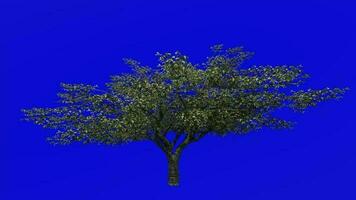 Fruit Tree Animation - Cherry Tree - Wild Cherry - Gean Tree - Bird Cherry - Prunus avium - Green Screen Chroma key -3c video