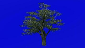 fruta árvore animação - cereja árvore - selvagem cereja - gean árvore - pássaro cereja - prunus avium - verde tela croma chave - 2b