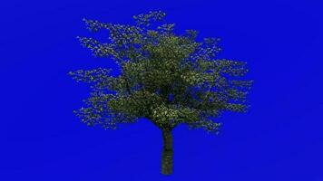 Fruit Tree Animation - Cherry Tree - Wild Cherry - Gean Tree - Bird Cherry - Prunus avium - Green Screen Chroma key - 1C