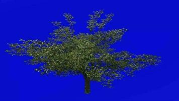 Fruit Tree Animation - Cherry Tree - Wild Cherry - Gean Tree - Bird Cherry - Prunus avium - Green Screen Chroma key -3a video