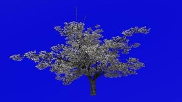 frutta albero animazione - ciliegia albero - selvaggio ciliegia - gean albero - uccello ciliegia - prunus avium - verde schermo croma chiave - fiorire - 2c