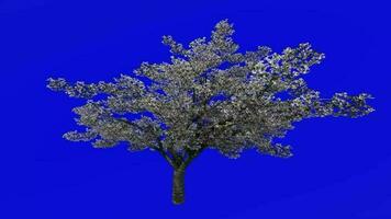 Fruit Tree Animation - Cherry Tree - Wild Cherry - Gean Tree - Bird Cherry - Prunus avium - Green Screen Chroma key - blossom - 1c