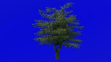 Fruit Tree Animation - Cherry Tree - Wild Cherry - Gean Tree - Bird Cherry - Prunus avium - Green Screen Chroma key - 1A