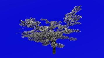 Fruta árbol animación - Cereza árbol - salvaje Cereza - gean árbol - pájaro Cereza - prunus avium - verde pantalla croma llave - florecer - 3b