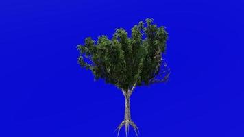 Baum Animation - - Honig Heuschrecke - - Gledizien - - Grün Bildschirm Chroma Schlüssel - - Jahreszeiten - - Sommer- - - 1b