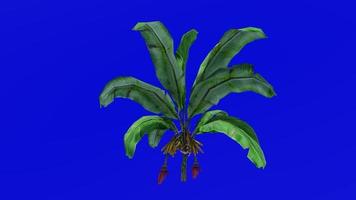 Pflanzen Bäume - - Banane Obst - - musa Akuminata - - Grün Bildschirm Chroma Schlüssel - - klein - - 1a video