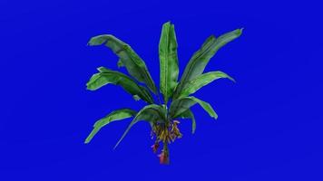 Plants Trees - Banana Fruit - Musa acuminata - Green Screen Chroma key - Small - 1b video