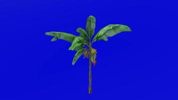 Plants Trees - Banana Fruit - Musa acuminata - Green Screen Chroma key - Medium 1c video