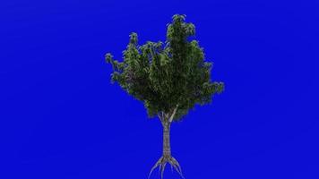 árbol animación - miel langosta - gleditsia - verde pantalla croma llave - estaciones - verano - 1a video