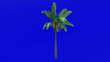 växter träd - banan frukt - musa acuminata - grön skärm krom nyckel - stor - 1a video