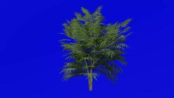 Plants Trees - chinese mahonia - fortunes mahonia - holly grape - Mahonia fortunei - Green Screen Chroma key - 4a video