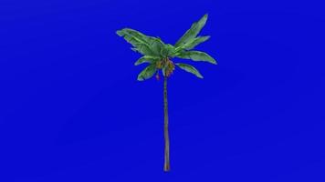 växter träd - banan frukt - musa acuminata - grön skärm krom nyckel - stor - 1c video