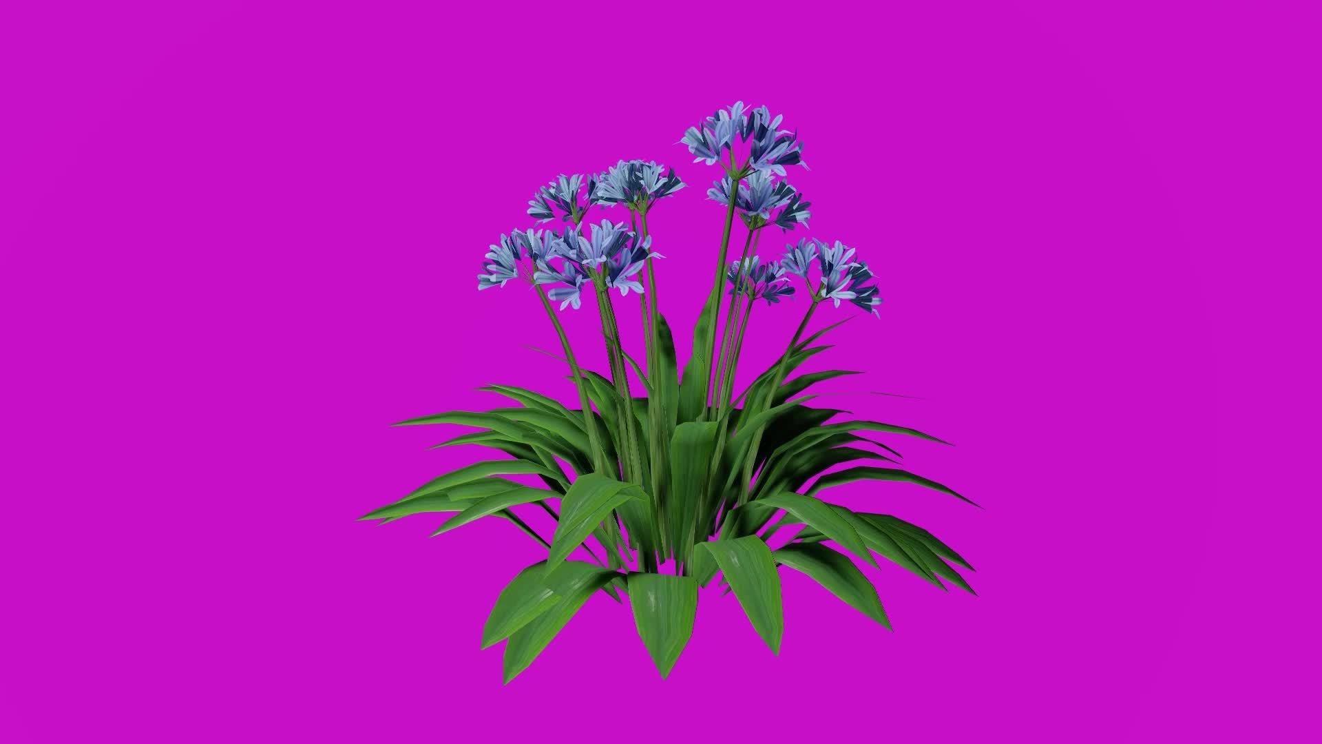 Flower African Lily blue Agapanthus africanus Looping Animation