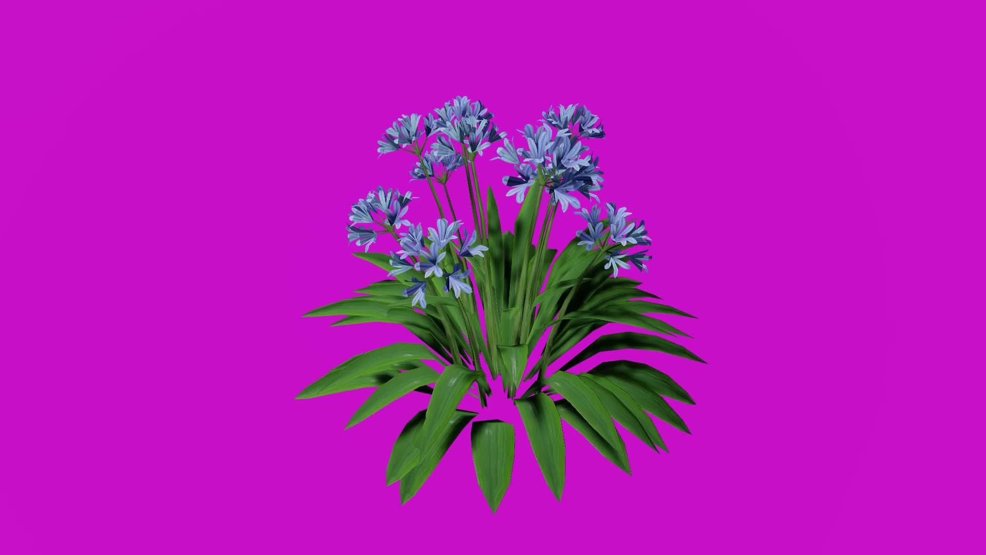 Flower African Lily blue Agapanthus africanus Looping Animation