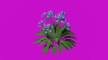 Flower - African Lily blue- Agapanthus africanus - Looping Animation - Green Screen Chroma key - 1a video