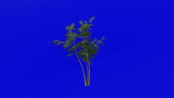 plantas árvores - chinês Mahonia - fortunas Mahonia - azevinho uva - Mahonia fortunei - verde tela croma chave - 1a video