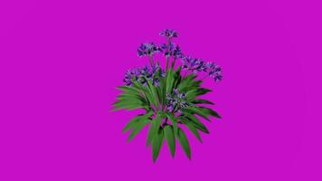 Flower - African Lily purple - Agapanthus africanus - Looping Animation - Green Screen Chroma key - 1b video