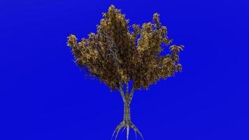 Tree Animation - honey locust - gleditsia - green screen chroma key - seasons - Fall - 1b video