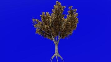 arbre animation - mon chéri criquet - gleditsia - vert écran chrominance clé - saisons - tomber - 1a video