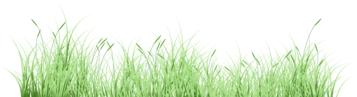 groen gras png