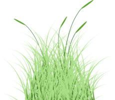 green grass png