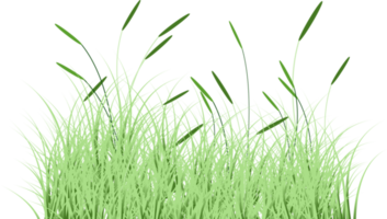 grönt gräs png