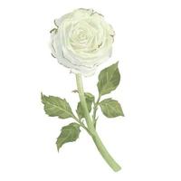 blanco Rosa con vástago y hojas acuarela ilustración vector