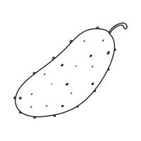 Pepino en mano dibujado garabatear estilo. vector ilustración aislado en blanco antecedentes.