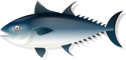 Tuna fish seafood flat lay png