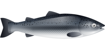 salmón pescado Mariscos plano laico png
