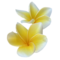 skön frangipani blomma png