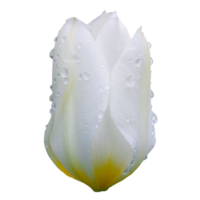 blanco tulipán transparente png