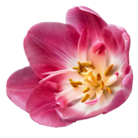 rosa blomma transparent png