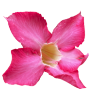 Beautiful Pink Flower with High Quality Image png