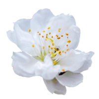 flor blanca transparente png