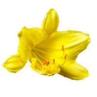 fleur jaune transparente png