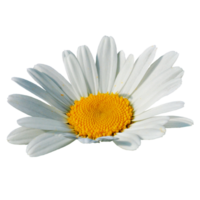 bianca fiore trasparente png