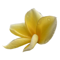 skön frangipani blomma png