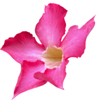 mooi roze bloem met hoog kwaliteit beeld png