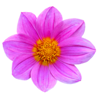 hermosa rosado flor con alto calidad imagen png