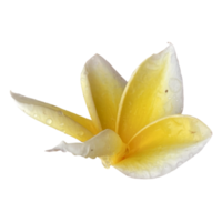 hermosa flor de frangipani png