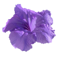 roxa flor transparente png