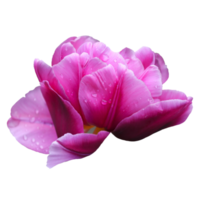 magnifique rose fleur avec haute qualité image png