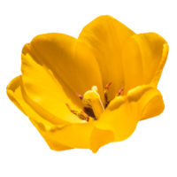 fleur jaune transparente png