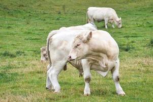 ganado blanco en el prado. animales de granja para la producción de carne. animal con pezuñas más fuerte foto