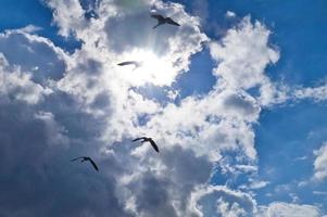 Seagulls in flight in the sky above the Baltic Sea by the sea. Blue sky with photo