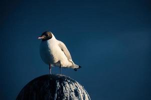 Gaviota en pie en pantalla de lámpara en el báltico mar por el mar. el pájaro mira puesta de sol foto