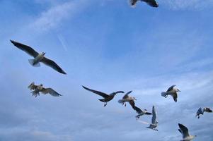 Seagulls in flight in the sky above the Baltic Sea by the sea. Dynamic shot photo